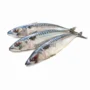 Mackerel Titus 200-400 1kg