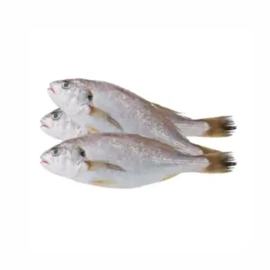 Yellow Croaker Fish 6kg