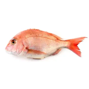 Red bream fish  300/500 plus 5kg