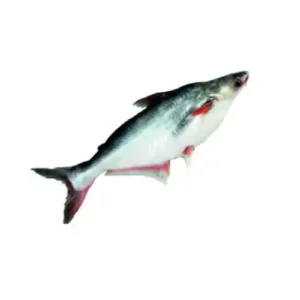 Pangasius Whole 5kg