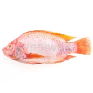 Red Snapper 200/400g 1kg